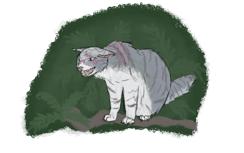 silver and white tabby cat sitting and hissing